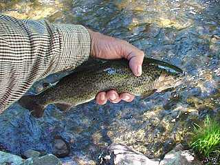 Rainbow Trout